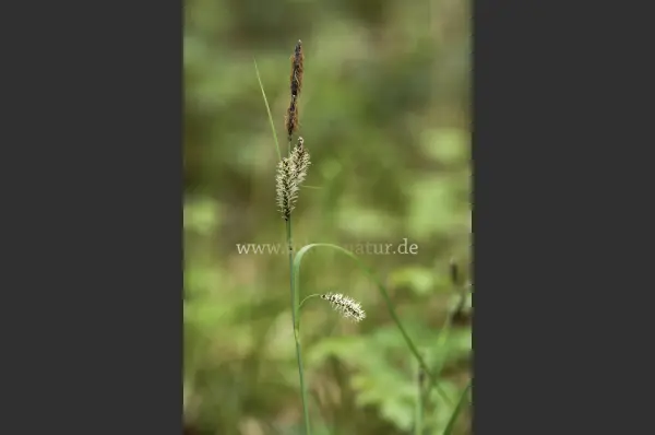 Fokus-Natur Bild