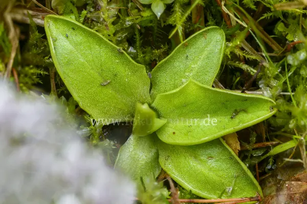 Fokus-Natur Bild