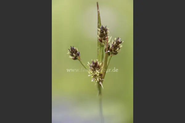 Fokus-Natur Bild