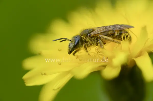 Fokus-Natur Bild