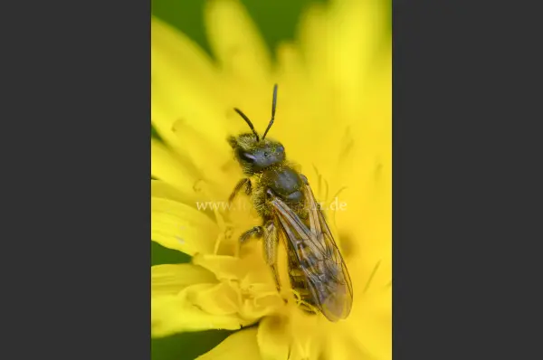 Fokus-Natur Bild