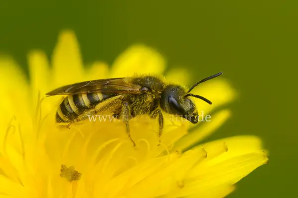 Fokus-Natur Bild