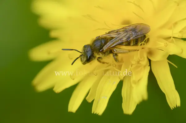 Fokus-Natur Bild