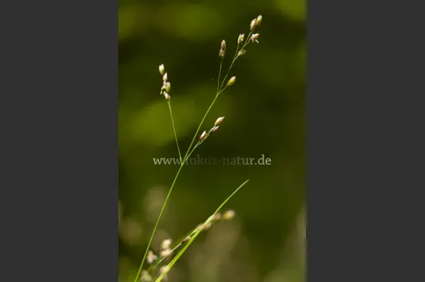 Fokus-Natur Bild