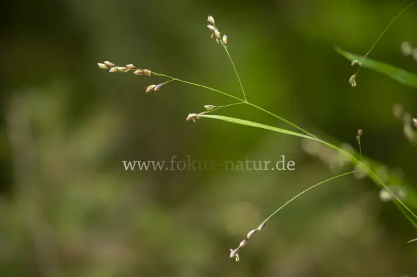 Fokus-Natur Bild