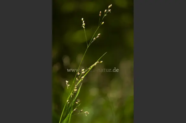 Fokus-Natur Bild