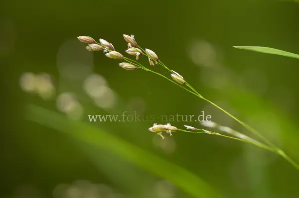 Fokus-Natur Bild