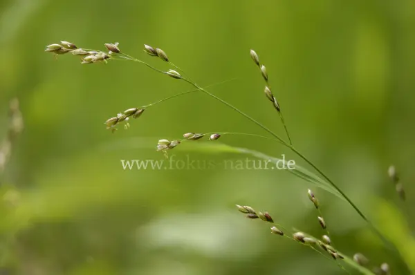 Fokus-Natur Bild