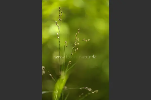 Fokus-Natur Bild