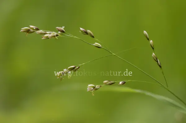 Fokus-Natur Bild