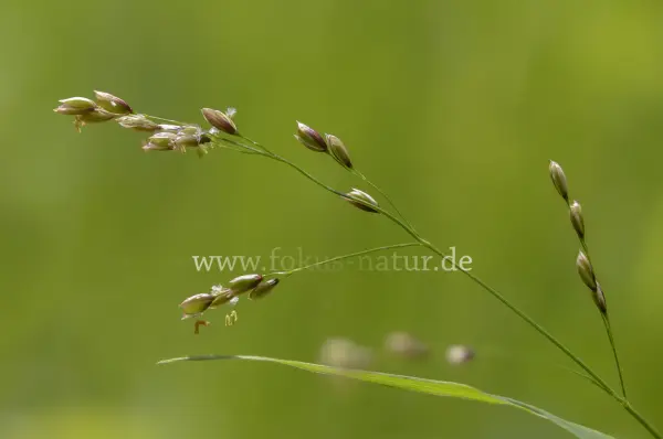 Fokus-Natur Bild