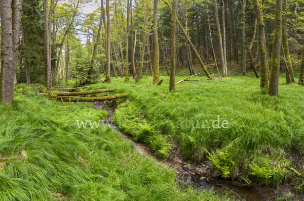 Fokus-Natur Bild
