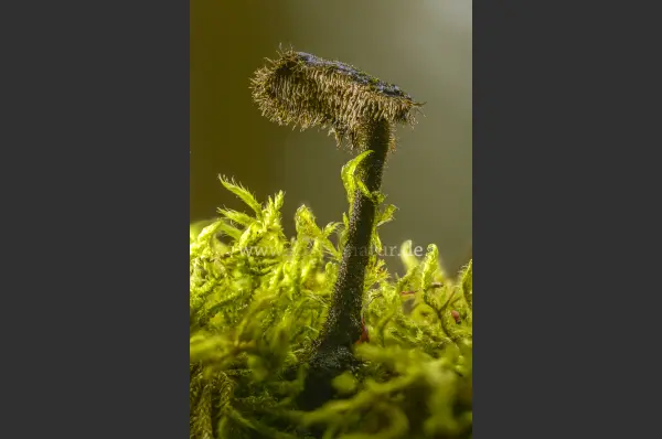 Fokus-Natur Bild