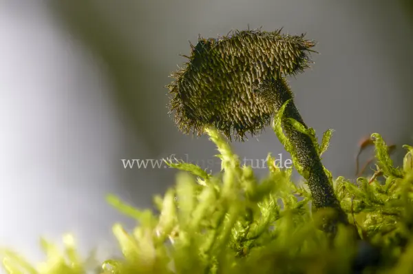 Fokus-Natur Bild