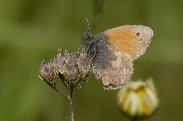 Fokus-Natur Bild