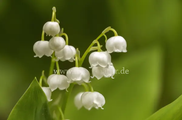 Fokus-Natur Bild