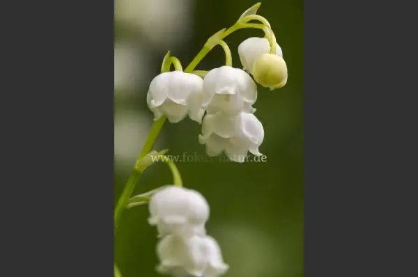 Fokus-Natur Bild