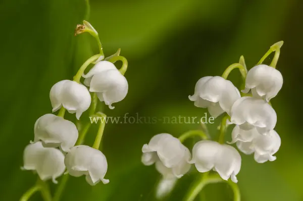 Fokus-Natur Bild