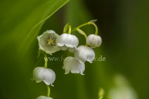 Fokus-Natur Bild