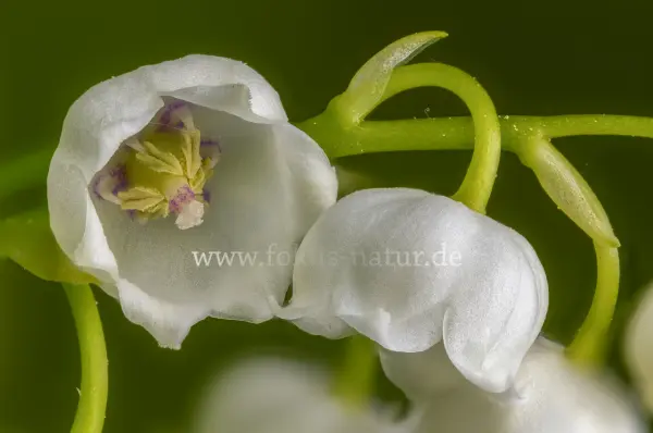 Fokus-Natur Bild