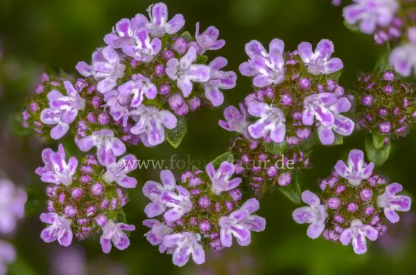 Fokus-Natur Bild