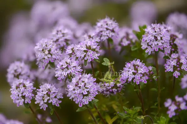 Fokus-Natur Bild