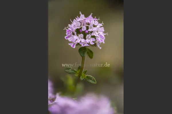 Fokus-Natur Bild