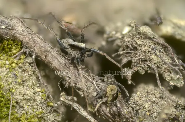 Fokus-Natur Bild