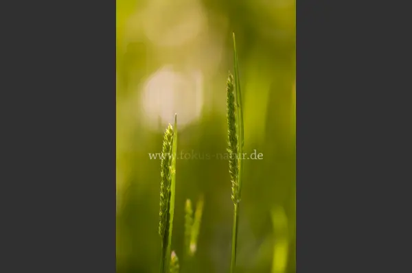 Fokus-Natur Bild