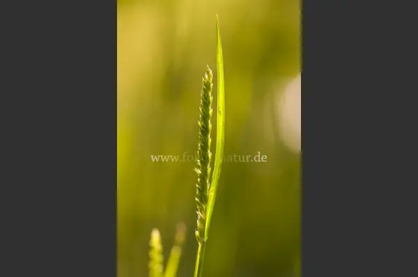 Fokus-Natur Bild