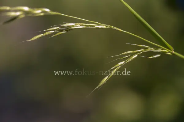 Fokus-Natur Bild