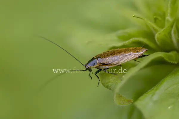 Fokus-Natur Bild