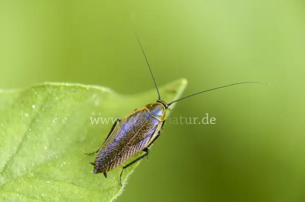 Fokus-Natur Bild