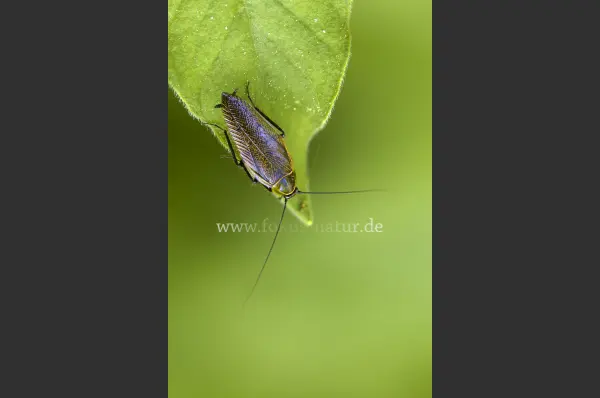 Fokus-Natur Bild