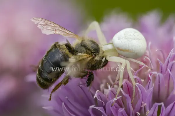 Fokus-Natur Bild