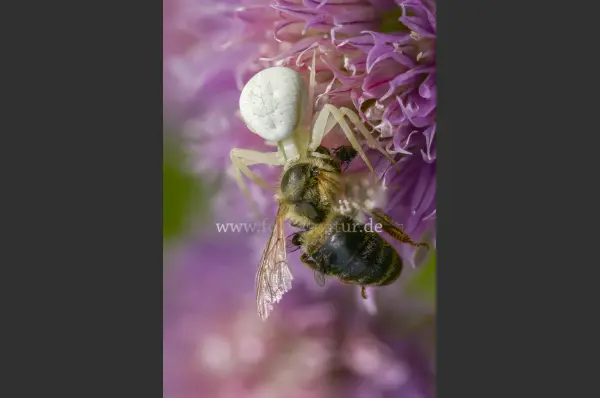 Fokus-Natur Bild