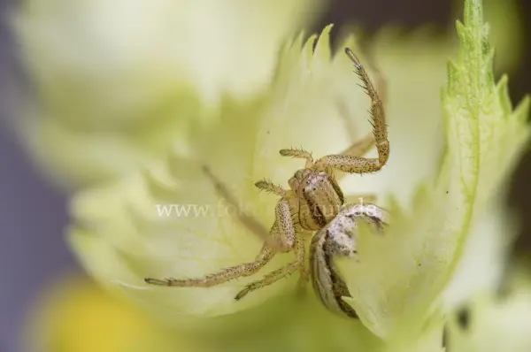 Fokus-Natur Bild