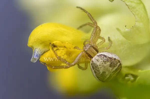 Fokus-Natur Bild