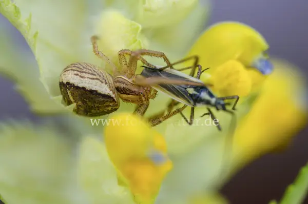 Fokus-Natur Bild