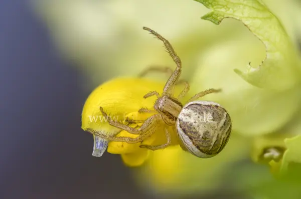 Fokus-Natur Bild