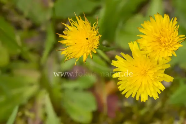 Fokus-Natur Bild