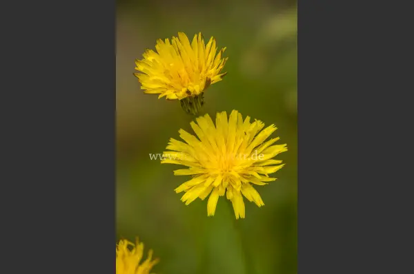Fokus-Natur Bild