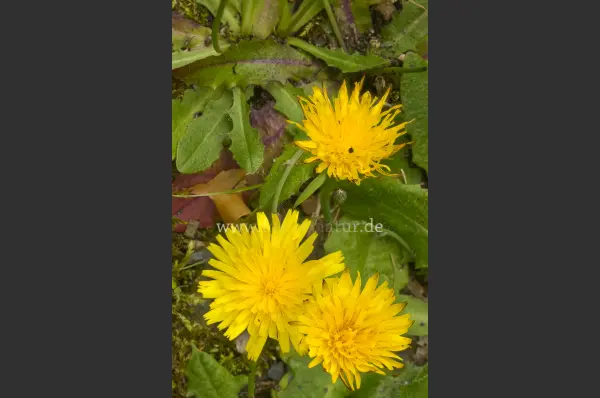 Fokus-Natur Bild