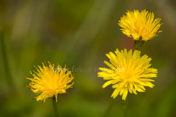 Fokus-Natur Bild