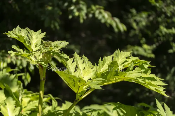 Fokus-Natur Bild