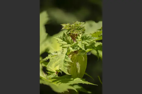 Fokus-Natur Bild