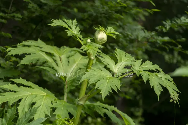 Fokus-Natur Bild