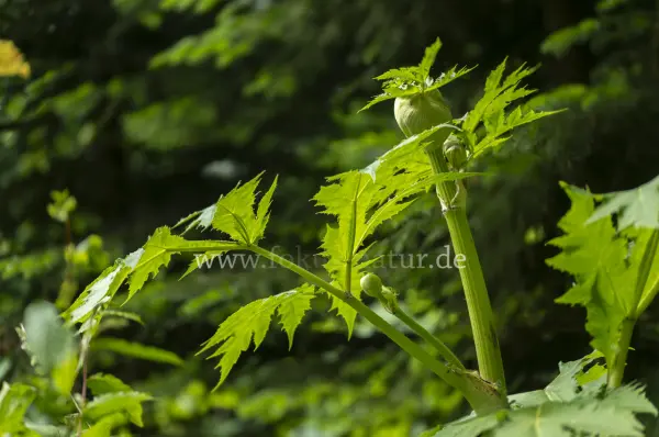 Fokus-Natur Bild
