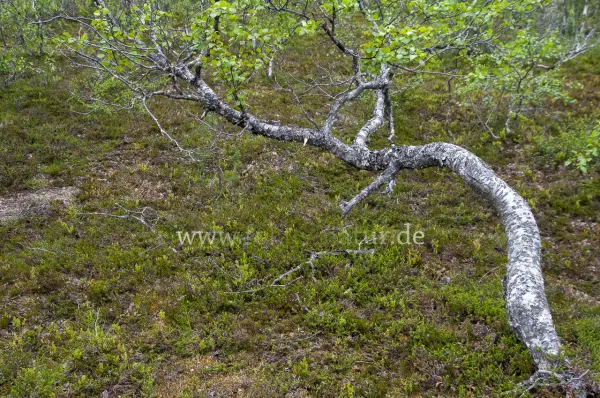 Fokus-Natur Bild