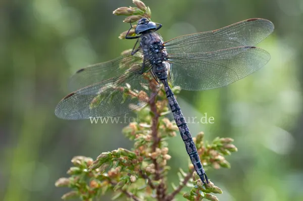 Fokus-Natur Bild